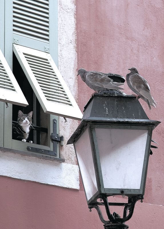 当锡安在F1弯道隔扣防守，开拓者斩落热火的跨界启示