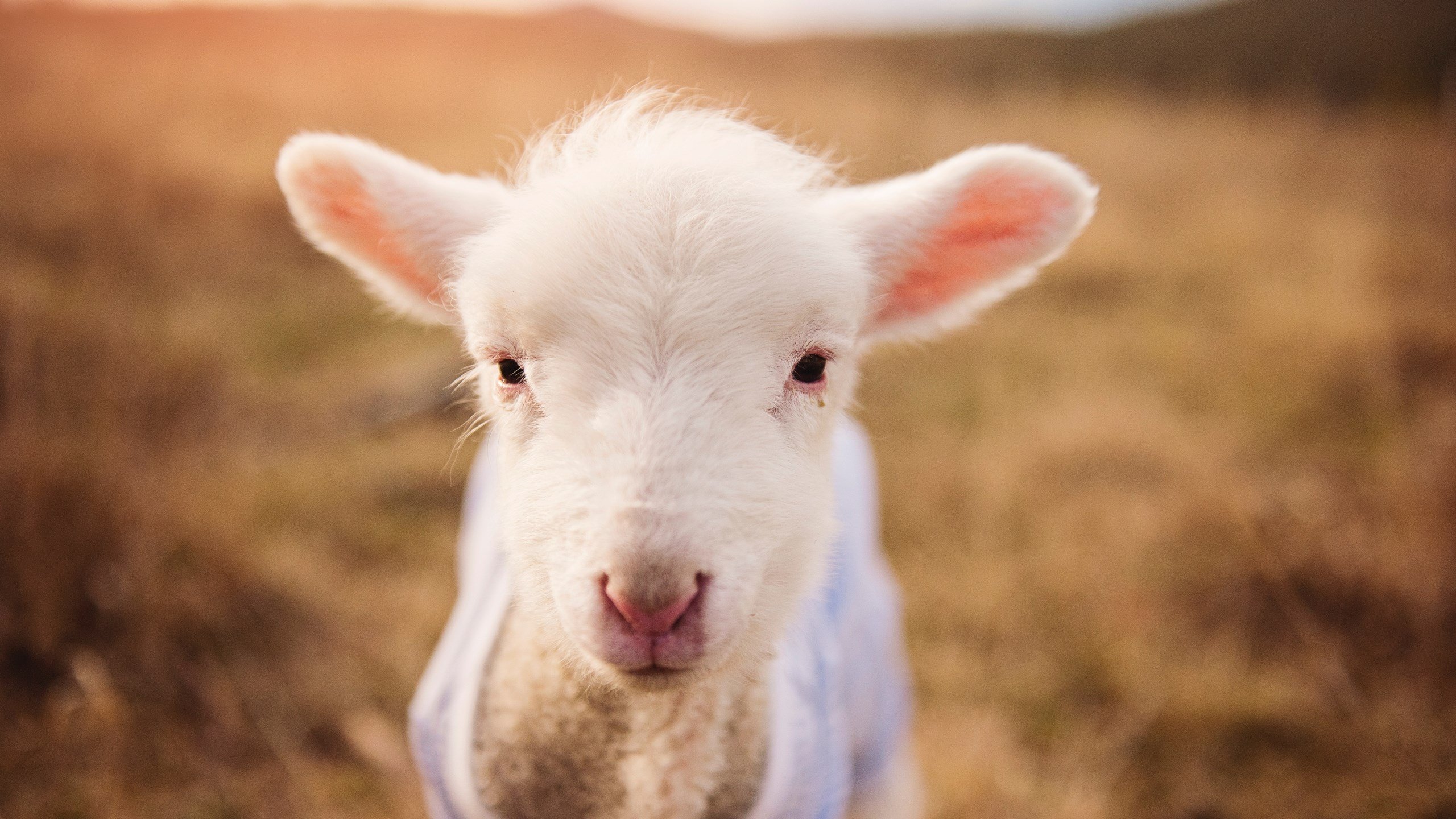 恩佐的战争，当新黄金一代接过梅西的权杖