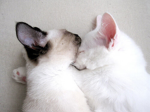 从质疑到主宰，意甲焦点战之夜，努涅斯用双脚重写故事