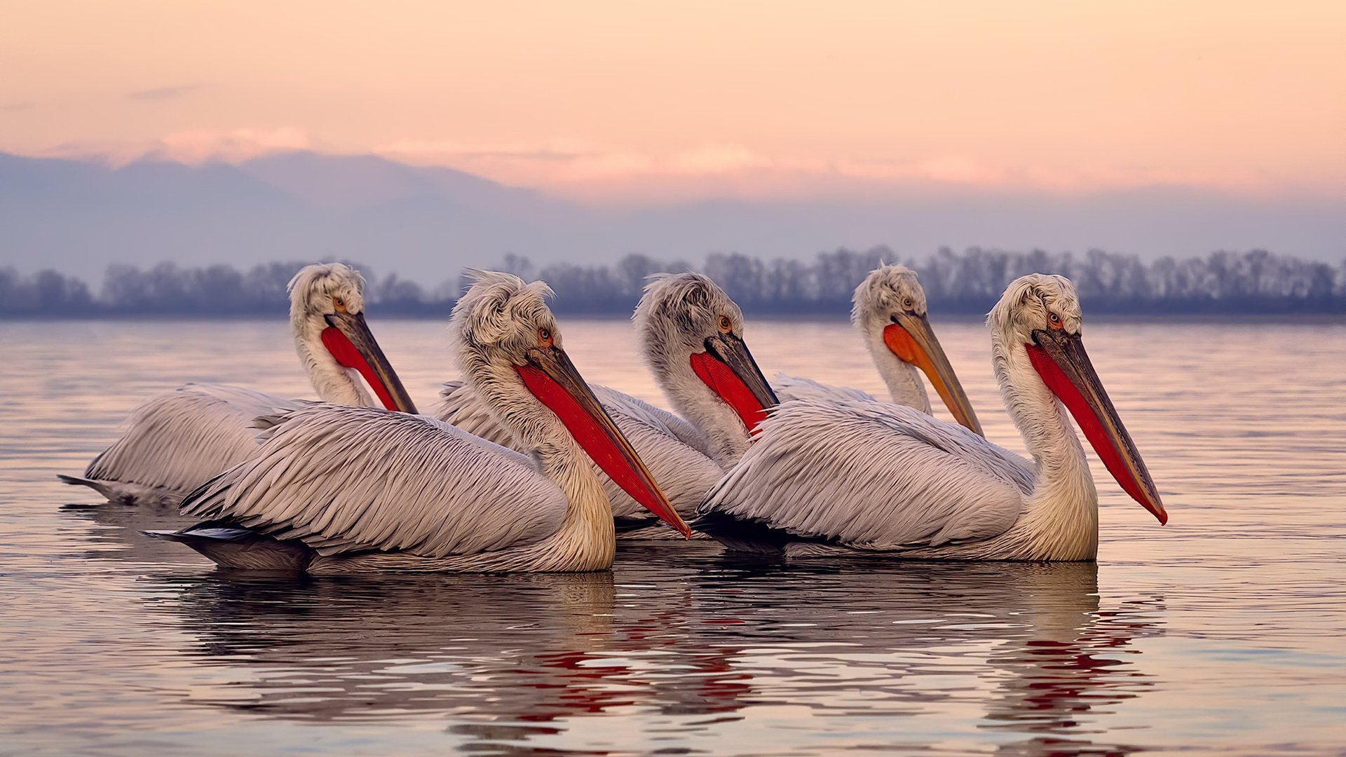 他不是英格兰人,却让克国战火为利物浦而燃,斯通斯,安菲尔德奇迹之夜的王