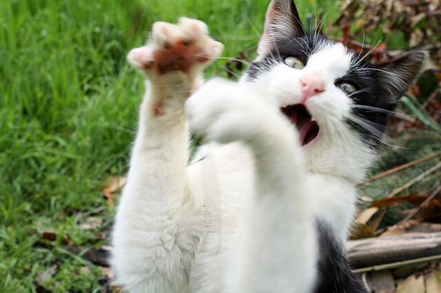 破壁者，当东契奇用篮球演奏三维乐章