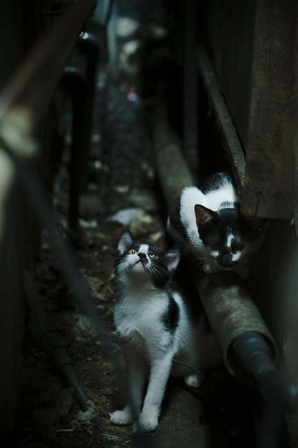 双重维度创造历史，当季后赛抢七的窒息感，遇上国家队横扫的统治力