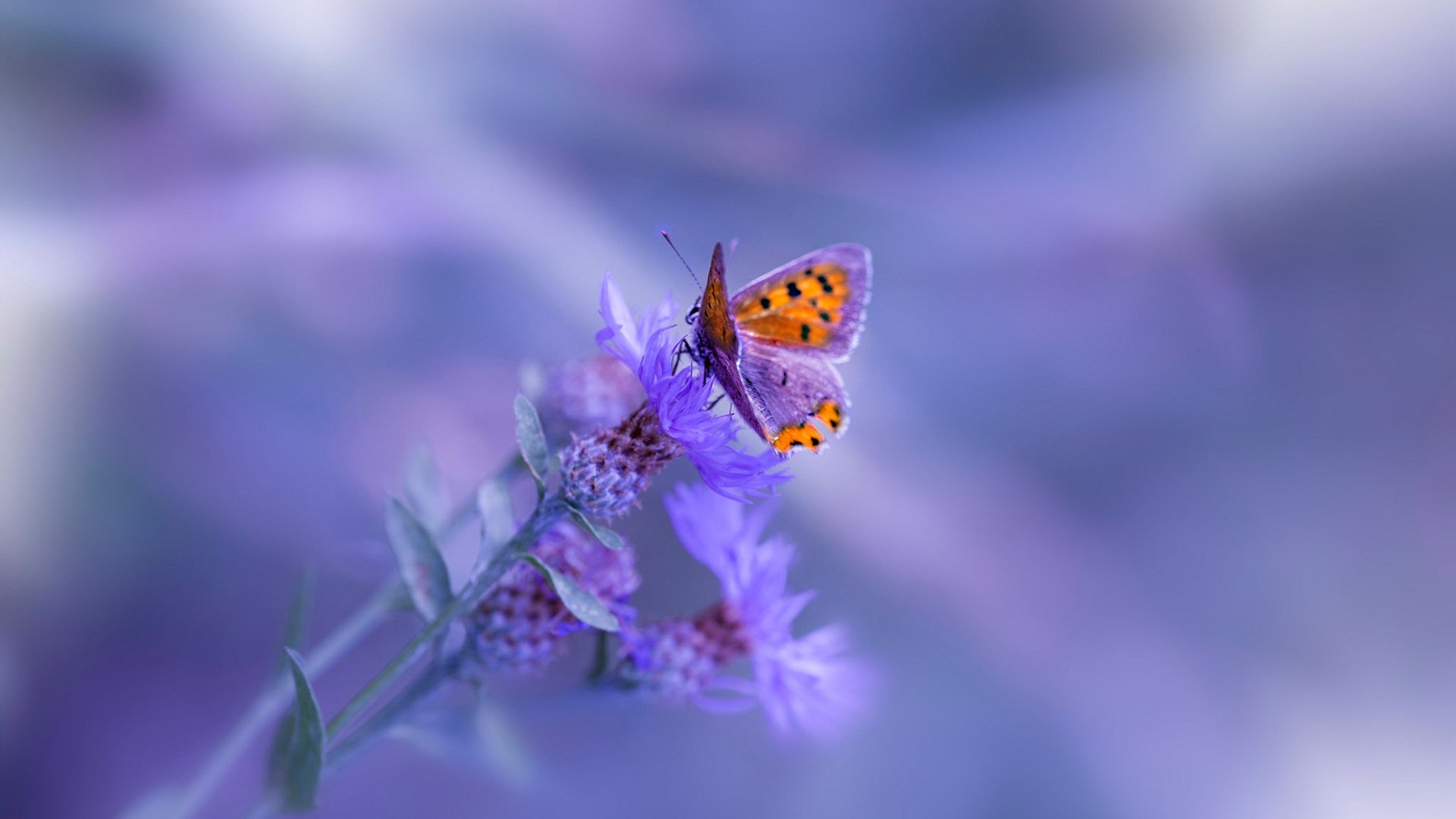 极速融合，F1街道赛之夜与布克进攻端的无敌风暴