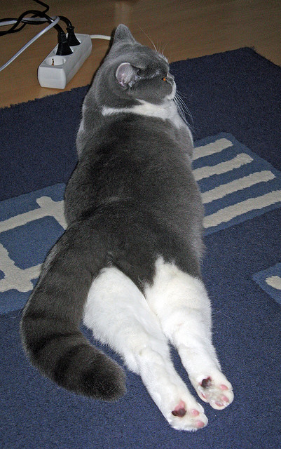 抢七夜战灰熊撕破残局 新疆队狂澜难挽客场饮恨