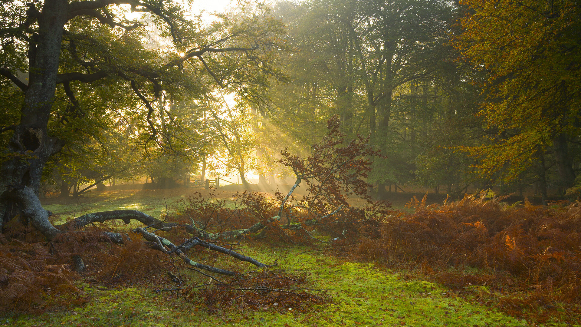巴黎末节风暴，孙兴慜独耀全场，一剑封喉带走伊拉克